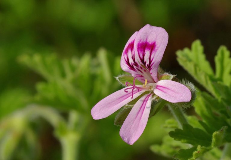 Dr Westerlunds Blomma Rosengeranium Sk Tsel Besk Ring